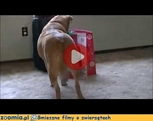 Ciekawy jak pies Śmieszne Filmy Psy - Zoomia