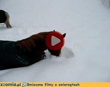 Co za radość - śnieg! Śmieszne Filmy Inne zwierzęta - Zoomia