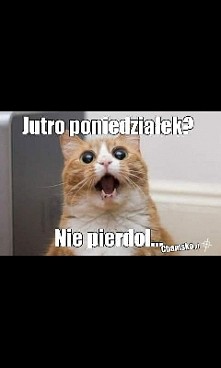 Kto nie lubi poniedziałku?; 3!
bo ja nie ;3 a wy?