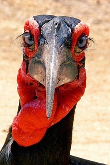 brzydal z pięknymi oczami!!!