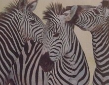zebry