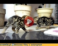 Koci taniec wojenny Śmieszne Filmy Koty - Zoomia