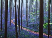 Hallerbos, Belgia.