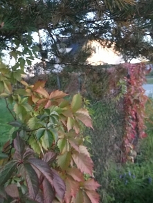 Jesienne kolory roślin