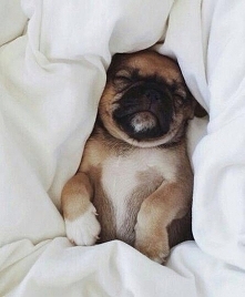 Dobranoc mordeczko :b