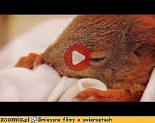 Malutka wiewiórka Śmieszne Filmy Inne zwierzęta Zoomia