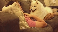 Samoyed gif.