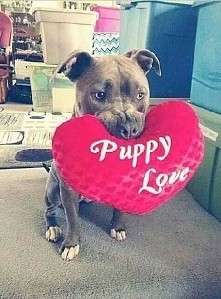 Puppy Love <3