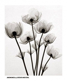 Flowers Under X-Ray
