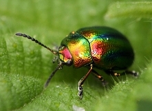 Złotki (Chrysolina spp.), t...