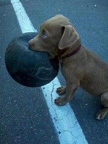 ♥słodki pieseł ♥