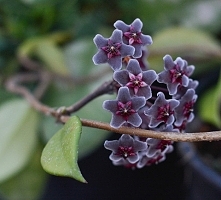 hoya