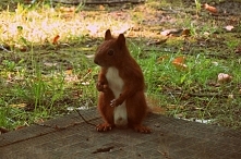 stój ! zrobię ci zdjęcie :D