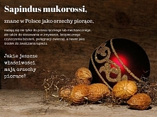 Orzechy piorące to ponoć dobra alternatywa dla proszków do prania. Próbował ktoś?