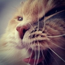 cat Carmen kotka syberyjska