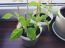 Papryczki mają już 5 tygodni. Zapraszam do obejrzenia zdjęć tutaj: thecarooline.blogspot.com :)