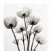 Flowers Under X-Ray