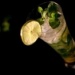 Mojito martini