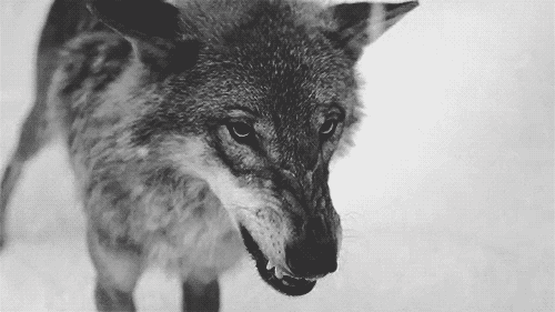 Wolf.