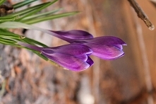krokus :)