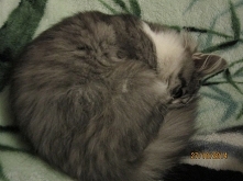 A oto moja najsłodsza na świecie kotka Tina . Tak mi się zwinęła !