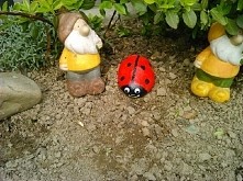 kamień biedronka w ogrodzie