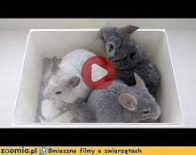 Kąpiel dla szynszyli. Śmieszne filmy o zwierzętach - śmieszne koty, śmieszne psy. Zoomia