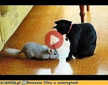 Szynszyla kontra kot. Śmieszne filmy o zwierzętach - śmieszne koty, śmieszne psy. Zoomia