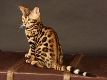 kot bengalski