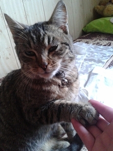 Kot umie się ładnie przywit...