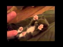 Śmieszne Kotki - Funny Cats