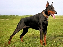 Doberman, póki co mam innego :)