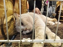 Wystawa kotów rasowych w Ło...