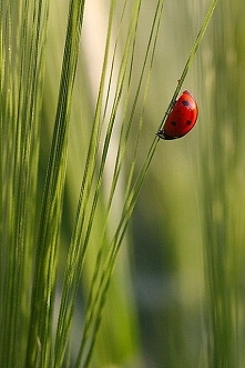 biedronka
