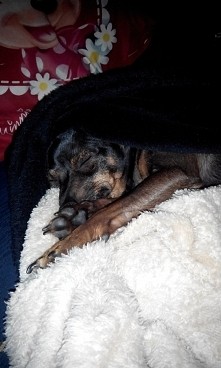 Po obiednia drzemka,  na stercie z koców. Sunia, Pinczerek Miniaturowy.