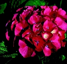 Hortensja macrophylla Masja