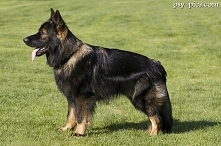 Owczarek niemiecki długowłosy