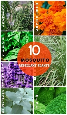rośliny odstraszające komary