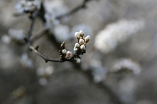 ZDJĘCIE Z : Korzeniówka, kwiaty