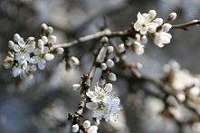 ZDJĘCIE Z: Korzeniówka, kwiaty