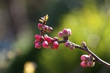 ZDJĘCIE Z : Korzeniówka, kw...