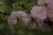 ZDJĘCIE Z : Korzeniówka, kw...