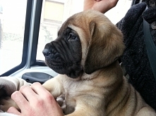 w drodze do nowego domu