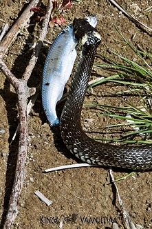 Wyczekane, uchwycone. Zaskr...