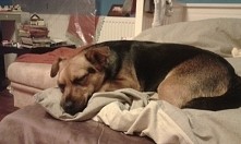 A tetaz czas spać. Dostałam tego pieska a fliflusia musiałam oddać mojej babci