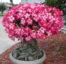 Adenium