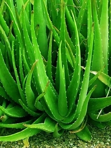 Aloes - Niepozorna roślina,...