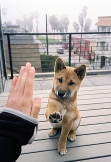 hi five
