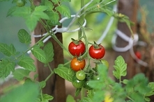 Tunele Multiwegetacyjne to konstrukcja bardziej profesjonalna niż tunele Hobby. Tunel multi na pewno zadowoli każdego zaawansowanego ogrodnika.