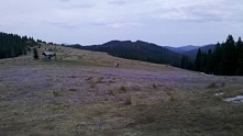 krokusy w Gorcach